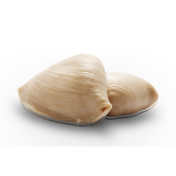 Sfogliatella Riccia Cruda